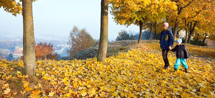 Medveten höstpromenad bland gula löv. Foto: Colourbox